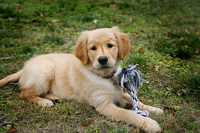 Meet Garcia | He is an 11 week old male Golden Retriever pup… | Trained Golden Retrievers