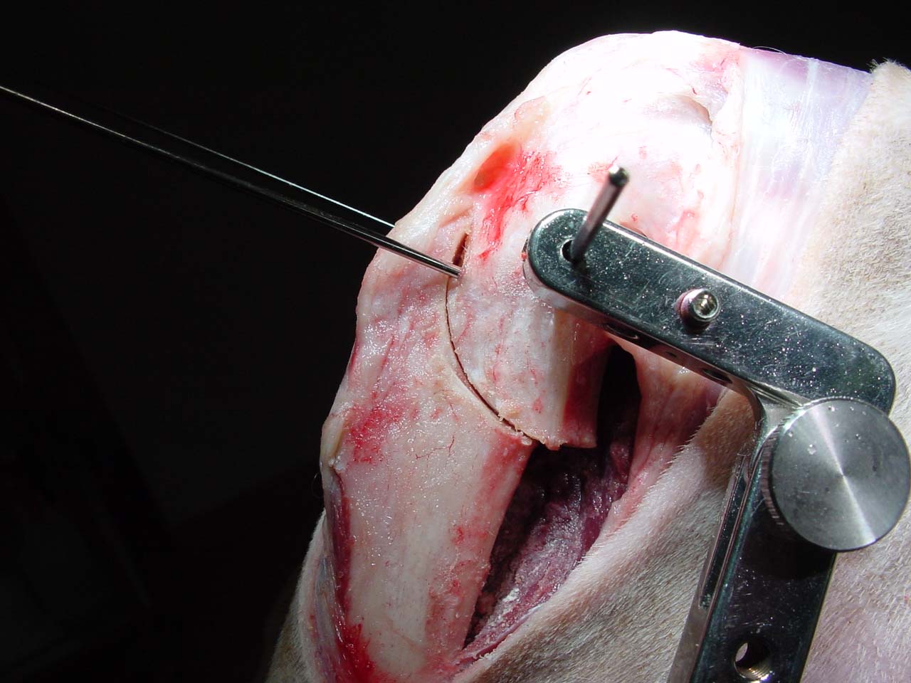 File:Tplo 01.jpg - tplo clinic christiansburg va